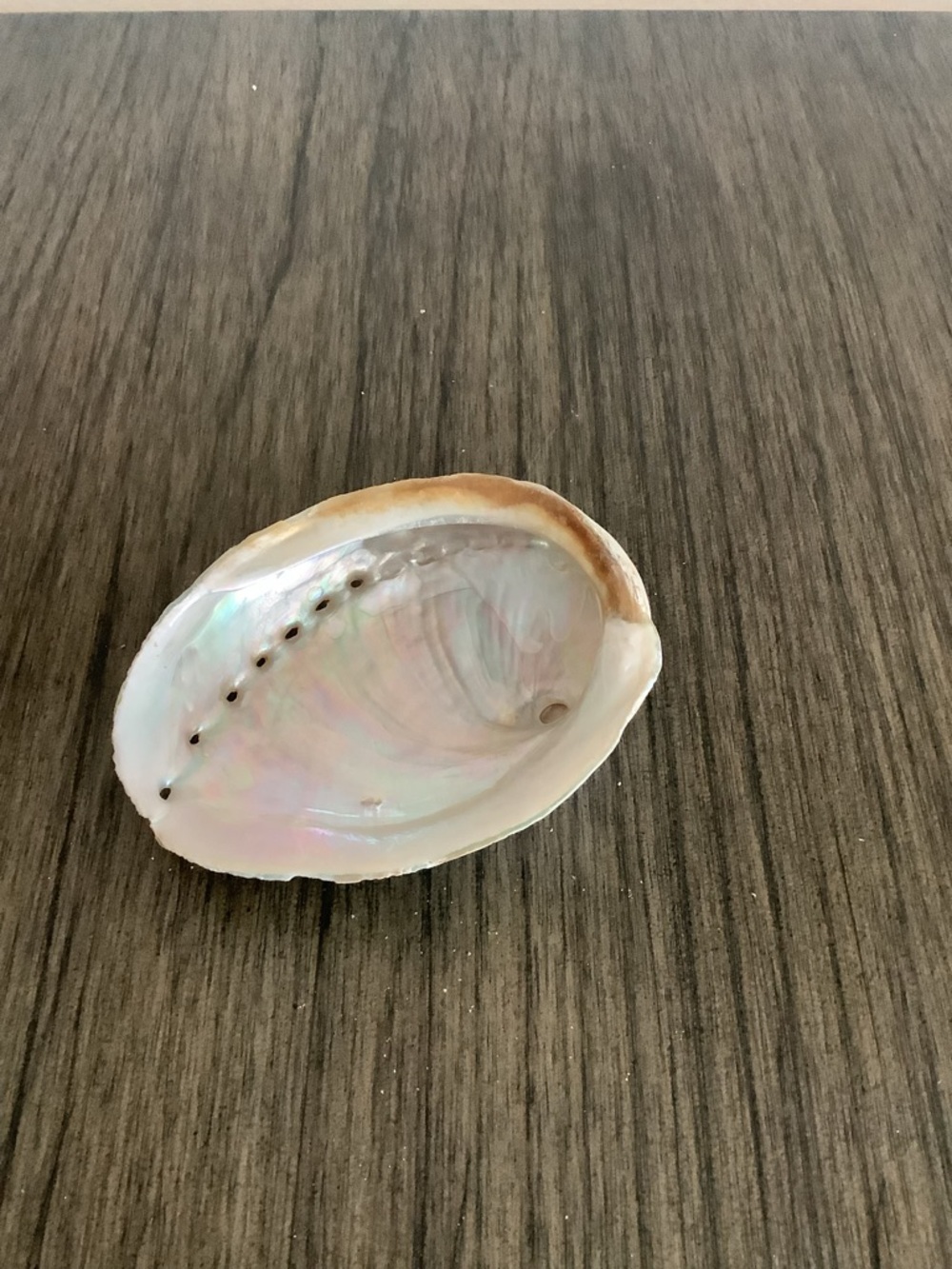 Abalone Haliotis Rufescens Shell 4.5" Long - Picture 4 of 13